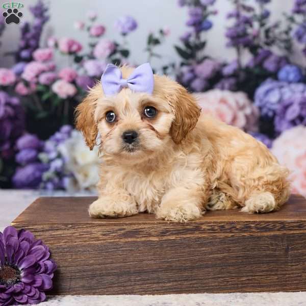 Abby, Cavachon Puppy